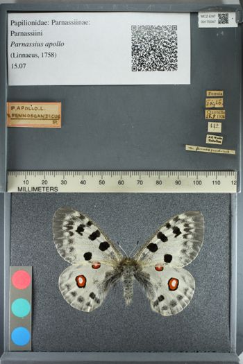 Media type: image;   Entomology 175047